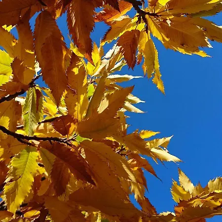 Helicon Muses Friendly Mountain Evangelístria